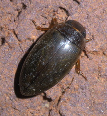 Copelatus chevrolati