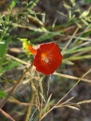 Ipomoea cristulata