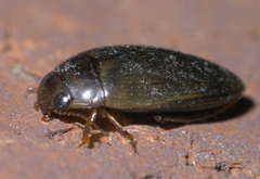 Copelatus chevrolati