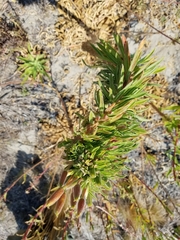 Oenothera elata hookeri