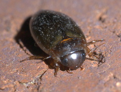Copelatus chevrolati