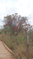 Erythrina falcata