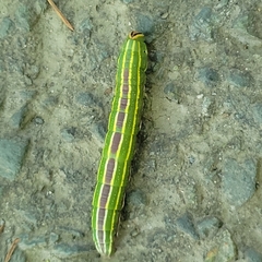 Lapara coniferarum