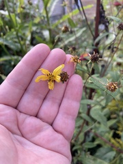 Helianthus microcephalus
