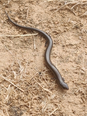 Chalcides striatus