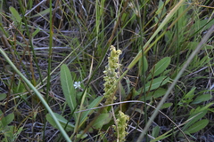 Platanthera huronensis