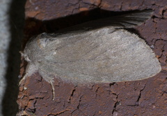 Misogada unicolor