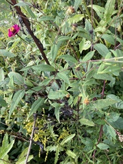 Helianthus microcephalus
