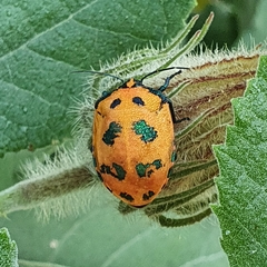 Tectocoris diophthalmus