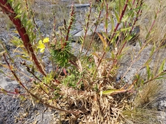 Oenothera elata hookeri