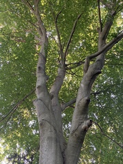 Fagus