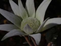 Actinotus helianthi