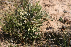 Corpuscularia lehmannii