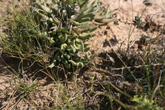 Corpuscularia lehmannii