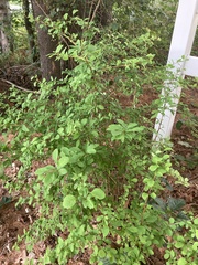 Berberis × ottawensis