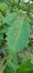 Quercus muehlenbergii