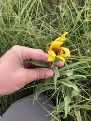 Helianthus pauciflorus