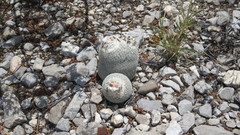 Epithelantha greggii