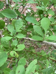 Berberis × ottawensis