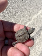 Malaclemys terrapin