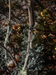Actinotus helianthi