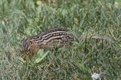 Ictidomys tridecemlineatus