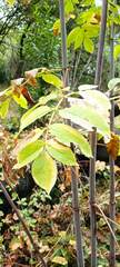 Sambucus cerulea