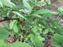 Berberis × ottawensis