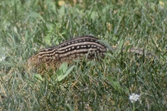 Ictidomys tridecemlineatus