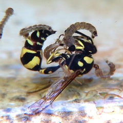 Eumenes mediterraneus