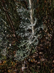 Actinotus helianthi