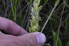 Platanthera huronensis