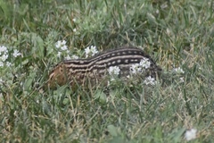 Ictidomys tridecemlineatus