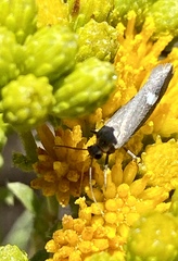 Cisthene liberomacula