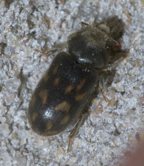Heterocerus mollinus