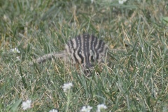 Ictidomys tridecemlineatus