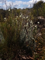 Actinotus helianthi