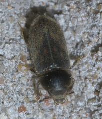 Heterocerus mollinus