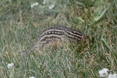 Ictidomys tridecemlineatus