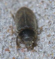 Heterocerus mollinus