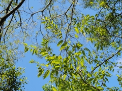 Celtis laevigata