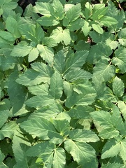 Aegopodium