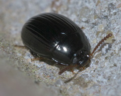 Platydema excavata