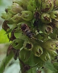 Heteroptera