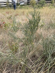 Astragalus pectinatus