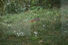 Ictidomys tridecemlineatus