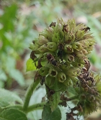 Heteroptera