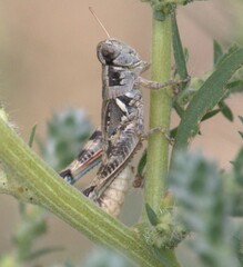 Melanoplus lakinus