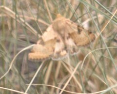 Heliothis phloxiphaga