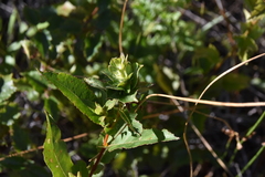Rabdophaga strobiloides